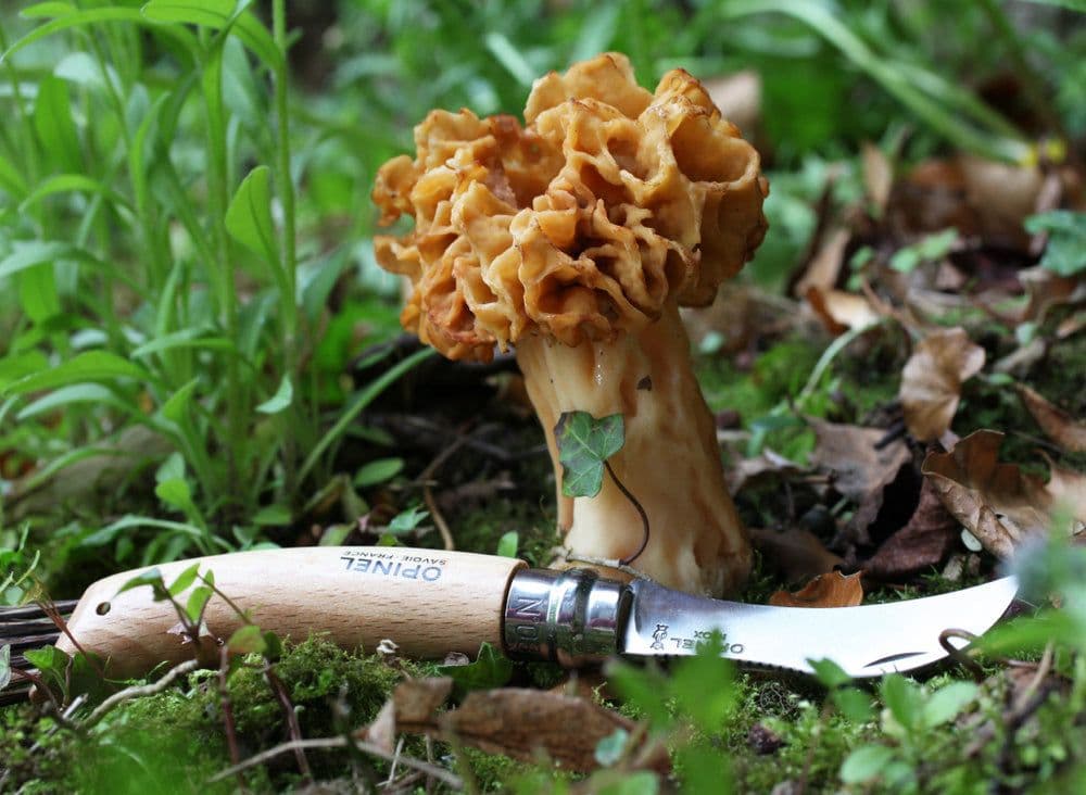 Opinel N°08 Mushroom Knife - Image 4